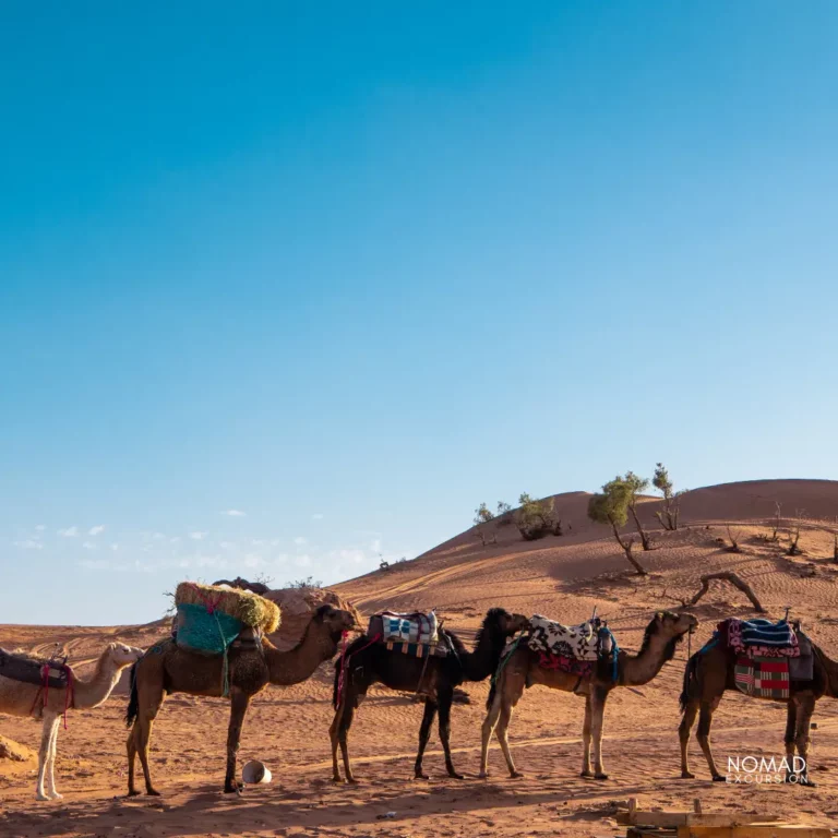 Zagora Desert Tour