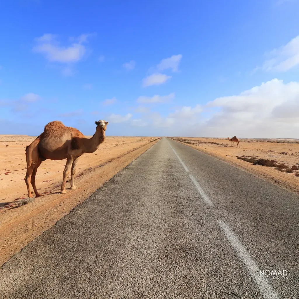 4 days Casablanca to Zagora desert tours