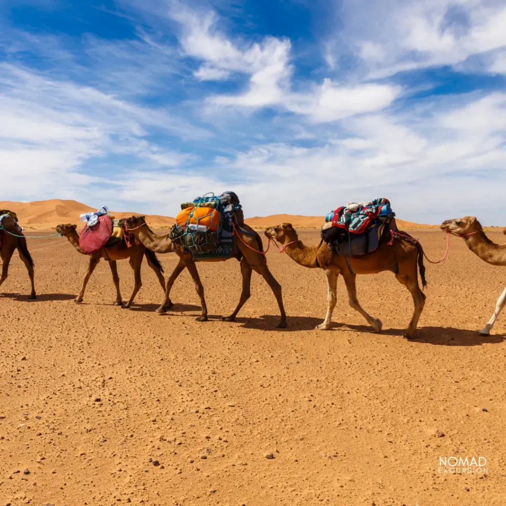 Camel Trekking