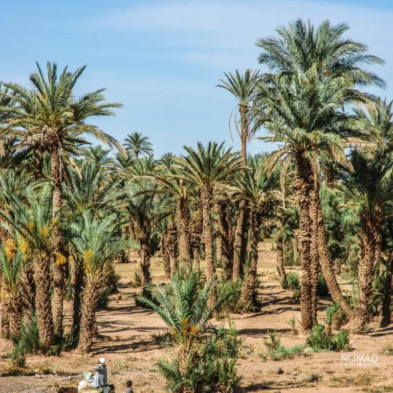 Zagora Tour in Desert